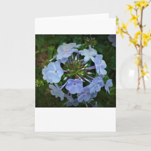 Phlox-kaart Kaart (Gele Bloem)