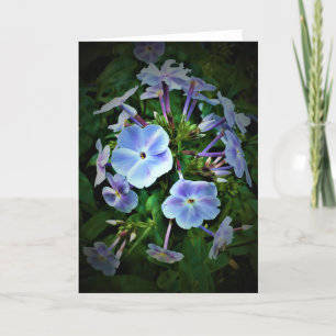 Phlox-kaart Kaart