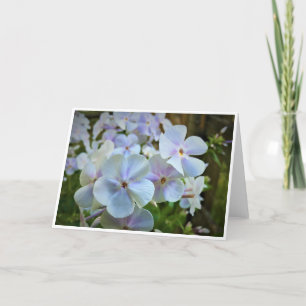 Phlox-kaart Kaart