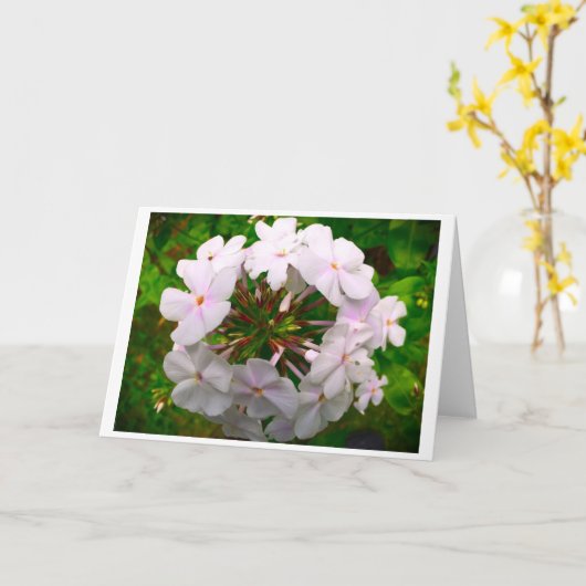 Phlox-kaart Kaart (Gele Bloem)