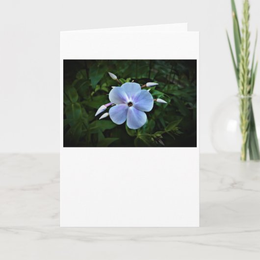 Phlox-kaart Kaart (Voorkant)