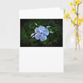 Phlox-kaart Kaart (Gele Bloem)
