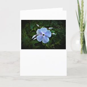 Phlox-kaart Kaart