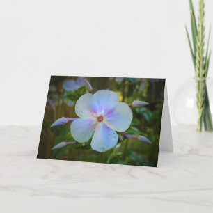 Phlox-kaart Kaart