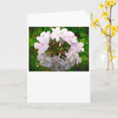 Phlox-kaart Kaart (Gele Bloem)