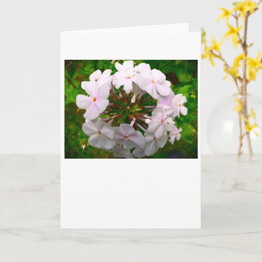 Phlox-kaart Kaart (Gele Bloem)