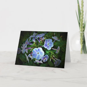 Phlox-kaart Kaart