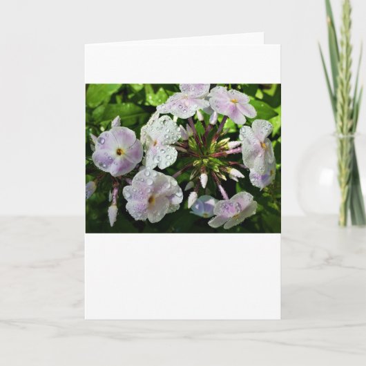 Phlox-kaart Kaart (Voorkant)