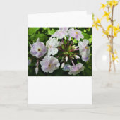 Phlox-kaart Kaart (Gele Bloem)
