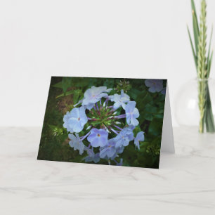 Phlox-kaart Kaart