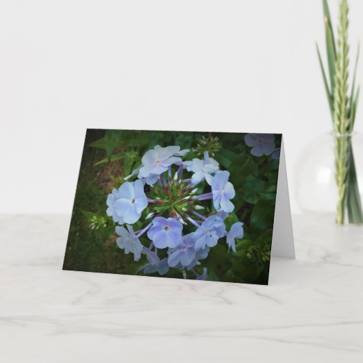 Phlox-kaart Kaart (Voorkant)