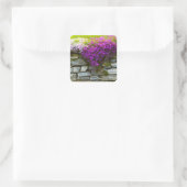 Phlox op stenen Sticker (Tas)