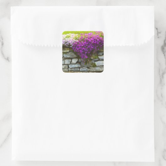 Phlox op stenen Sticker (Tas)
