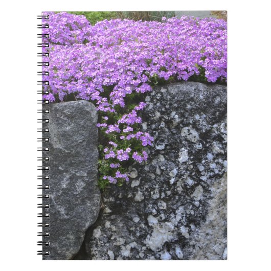 Phlox op Stone Wall Notitieboek (Voorkant)