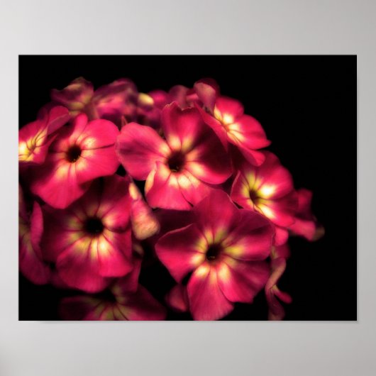 Phlox Pink Poster (Voorkant)