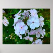 Phlox Poster (Voorkant)