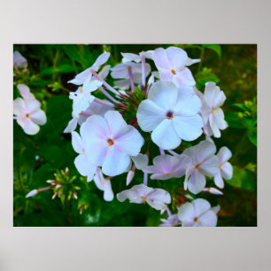 Phlox Poster