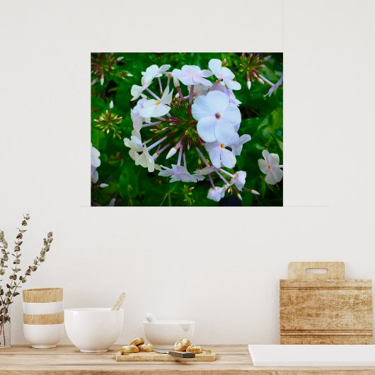 Phlox Poster (Keuken)
