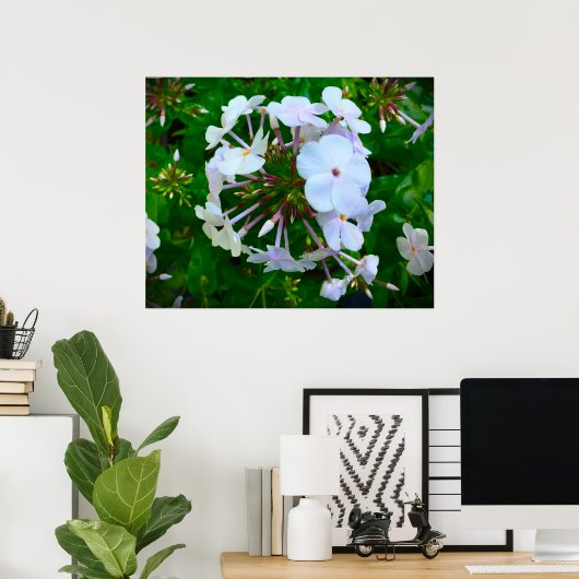 Phlox Poster (Thuiskantoor)