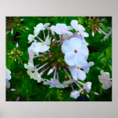 Phlox Poster (Voorkant)