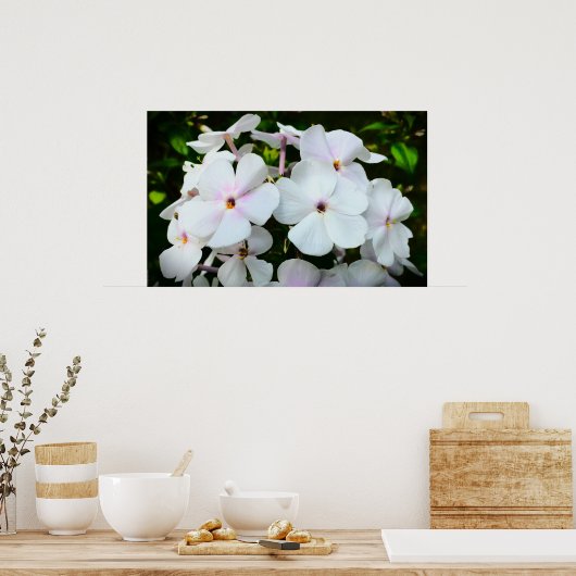 Phlox Poster (Keuken)