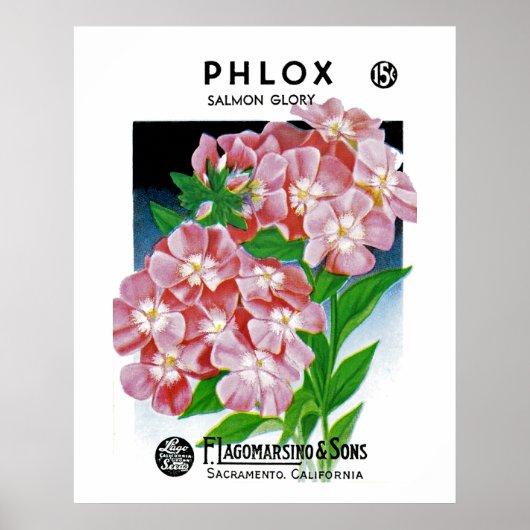 Phlox Poster (Voorkant)