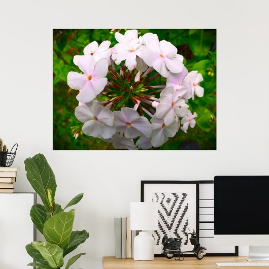 Phlox Poster (Thuiskantoor)