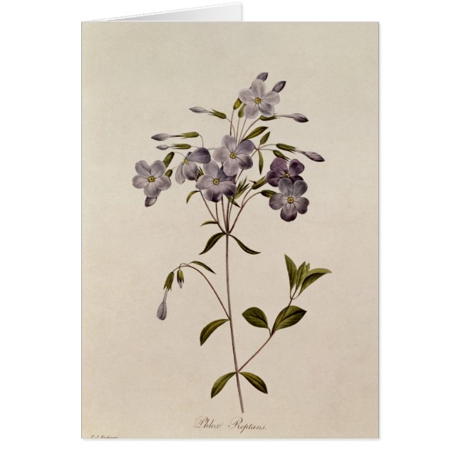 Phlox reptans (Voorkant)