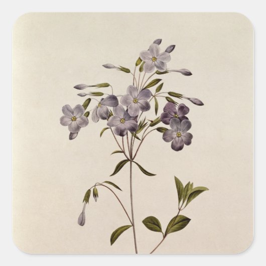 Phlox reptans vierkante sticker (Voorkant)