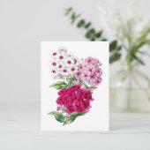 Phlox Vintage Botanical Postcard Briefkaart (Staand voorkant)