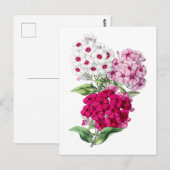 Phlox Vintage Botanical Postcard Briefkaart (Voorkant / Achterkant)