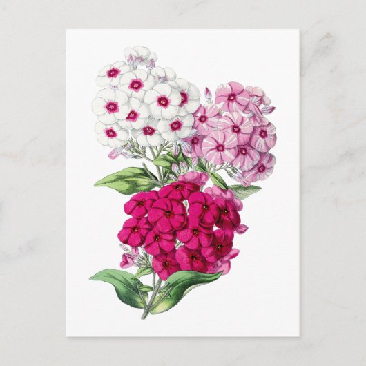 Phlox Vintage Botanical Postcard Briefkaart (Voorkant)