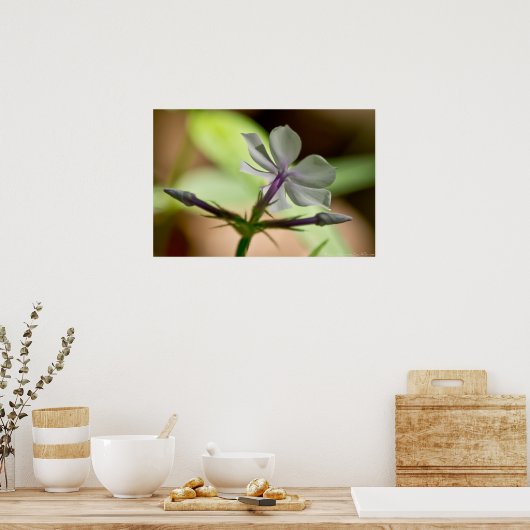 Phlox Wilde Poster (Keuken)