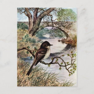 Phoebe en Stone Bridge over Creek Briefkaart