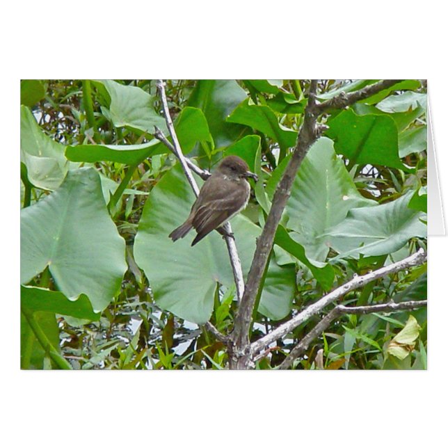 Phoebe Flycatcher (Voorkant Horizontaal)
