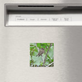 Phoebe Flycatcher Magnet (Insitu (Vaatwasser))