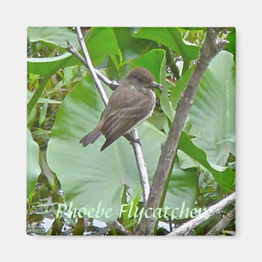Phoebe Flycatcher Magnet (Voorkant)