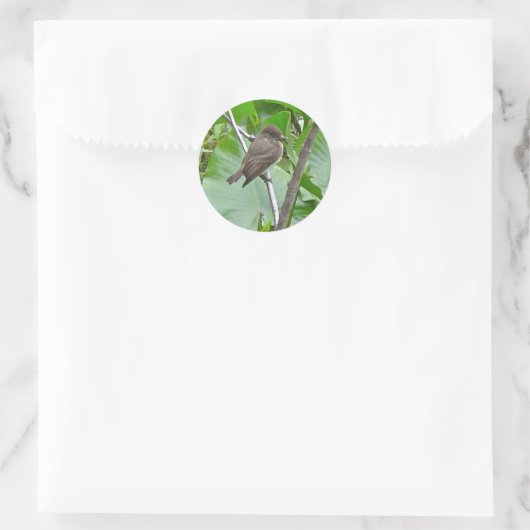Phoebe Flycatcher Sticker (Tas)