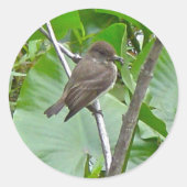 Phoebe Flycatcher Sticker (Voorkant)