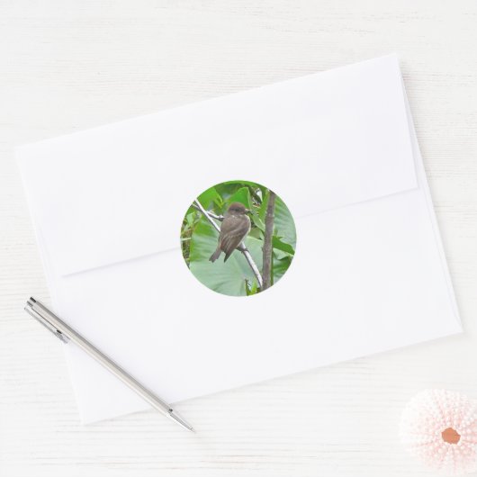 Phoebe Flycatcher Sticker (Envelop)