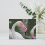 Phoenicopterus roseus briefkaart (Staand voorkant)
