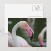 Phoenicopterus roseus briefkaart (Voorkant / Achterkant)