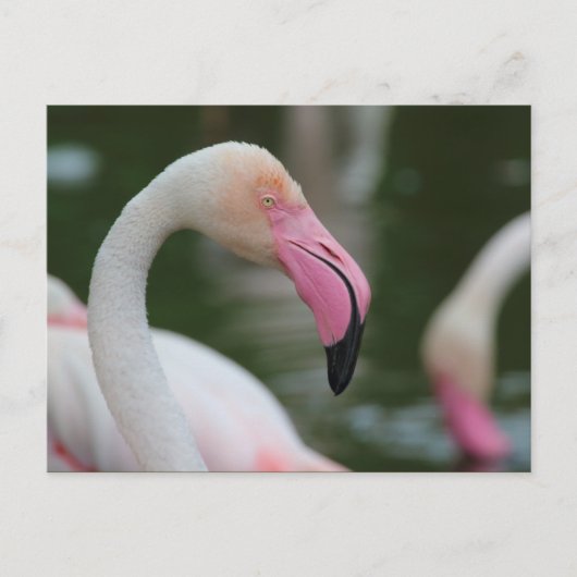 Phoenicopterus roseus briefkaart (Voorkant)
