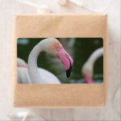 Phoenicopterus roseus etiket (Insitu)