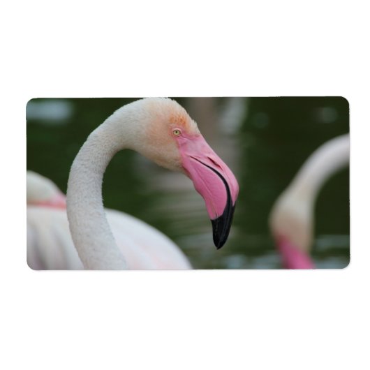 Phoenicopterus roseus etiket (Voorkant)