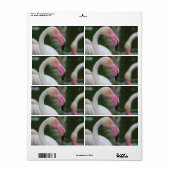 Phoenicopterus roseus etiket (Full Sheet)