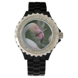 Phoenicopterus roseus horloge