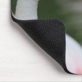 Phoenicopterus roseus muismat (Hoek)