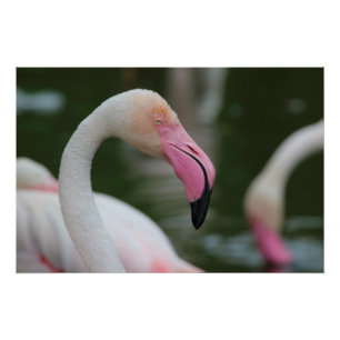 Phoenicopterus roseus poster