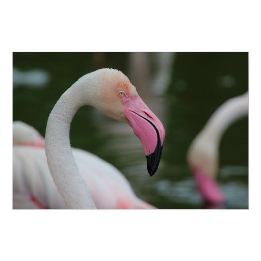 Phoenicopterus roseus poster (Voorkant)